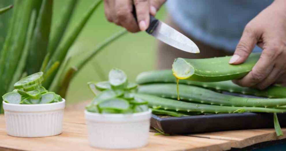 aloe vera