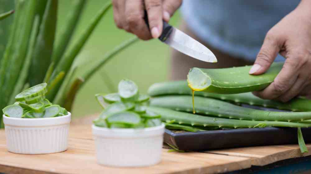 aloe vera