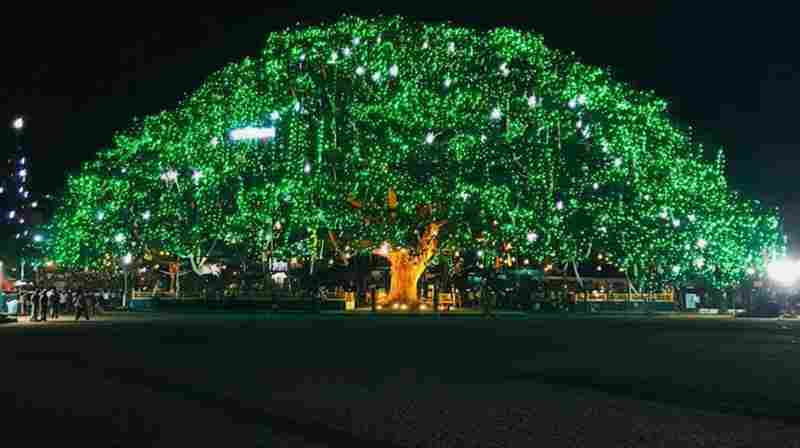 Fort Kochi Rain Tree Lights Up
