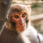 മുൻവിധികൾ തകർത്ത് ചരിത്രം കുറിച്ച് ‘ധുരന്ദർ’; 31-ാം ദിനം 12 കോടി, ആഗോള കളക്ഷൻ 1206 കോടി