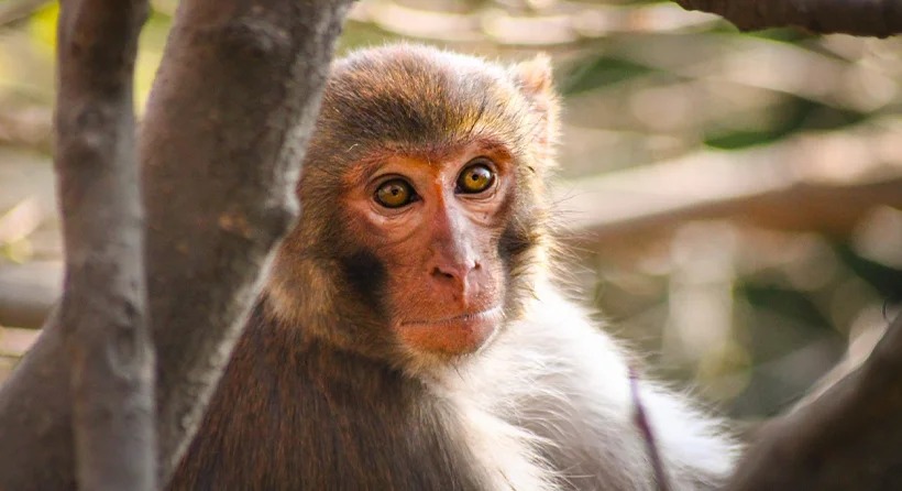 Tumakuru Monkey Death