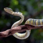 snake bite prevention