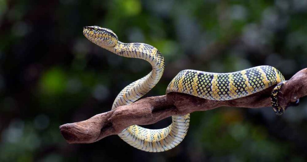 snake bite prevention