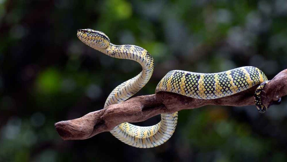 snake bite prevention