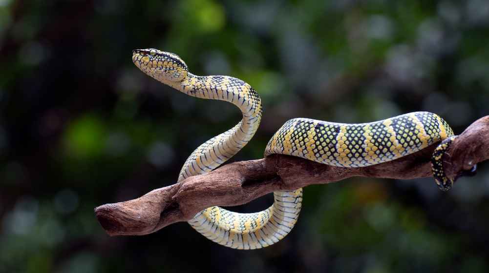 snake bite prevention