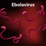 ebola virus