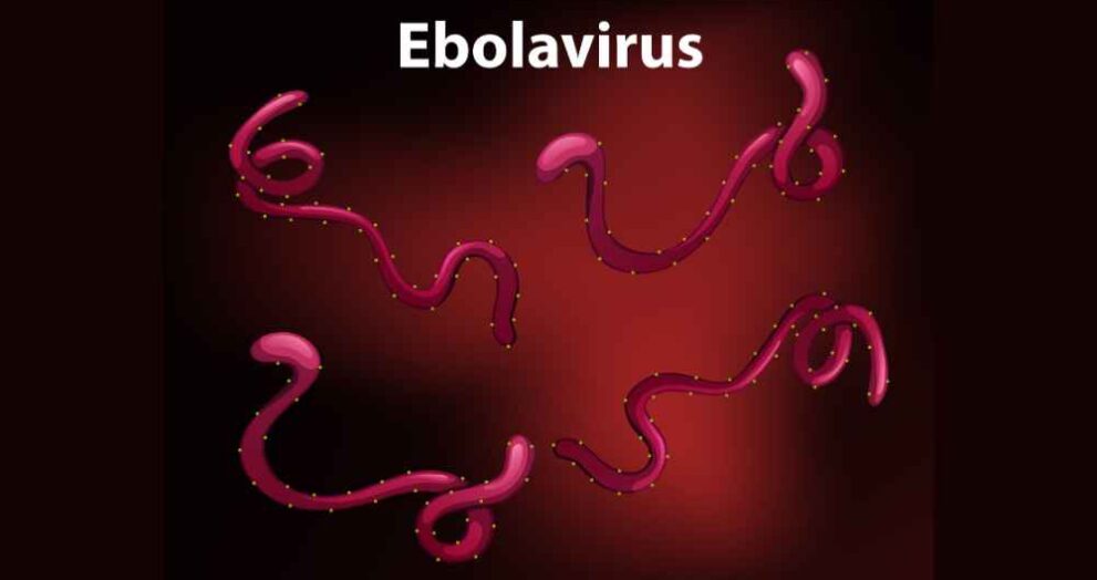 ebola virus