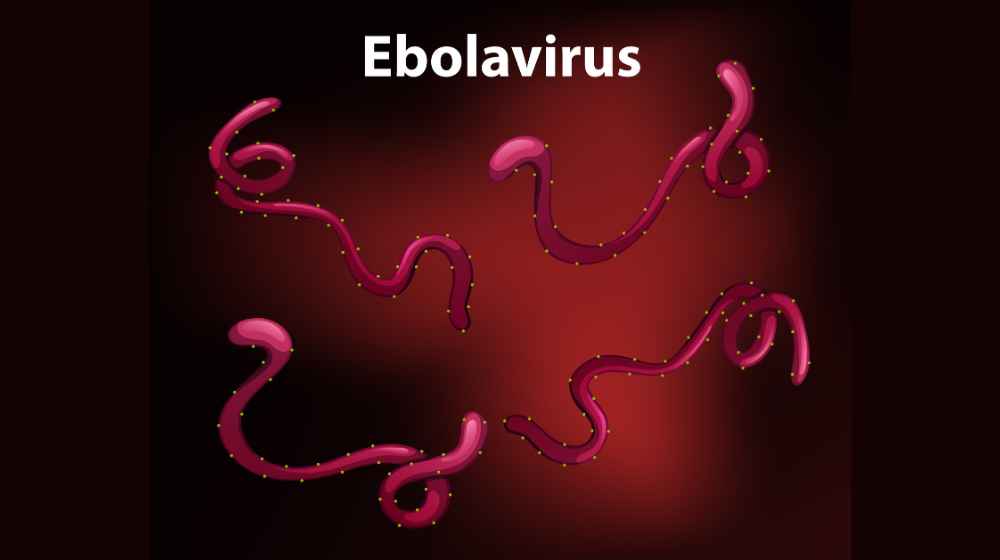 ebola virus